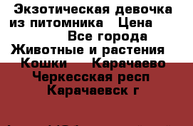 Экзотическая девочка из питомника › Цена ­ 25 000 - Все города Животные и растения » Кошки   . Карачаево-Черкесская респ.,Карачаевск г.